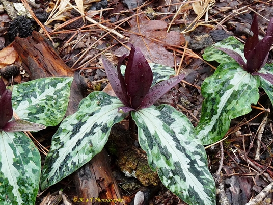 {Trillium underwoodii}